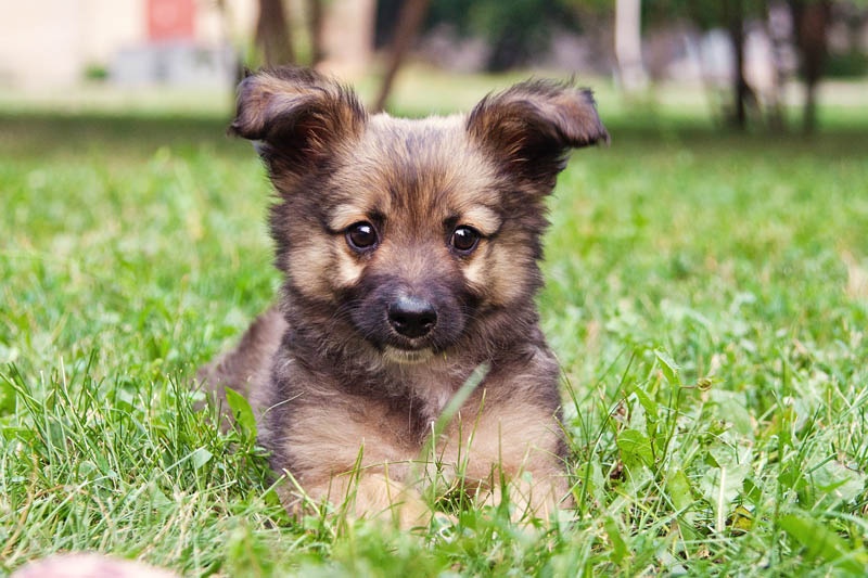Маленькая собака для двора фото