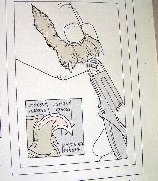 Как правильно подстричь когти собаке гильотиной