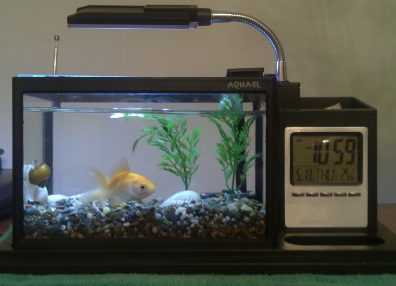 Можно выключать фильтр в аквариуме. Органайзер с аквариумом для рыбок. Мини аквариум для гуппи. Аквариум для рыбок с фильтром и светом. Аквариум современный с компрессором.