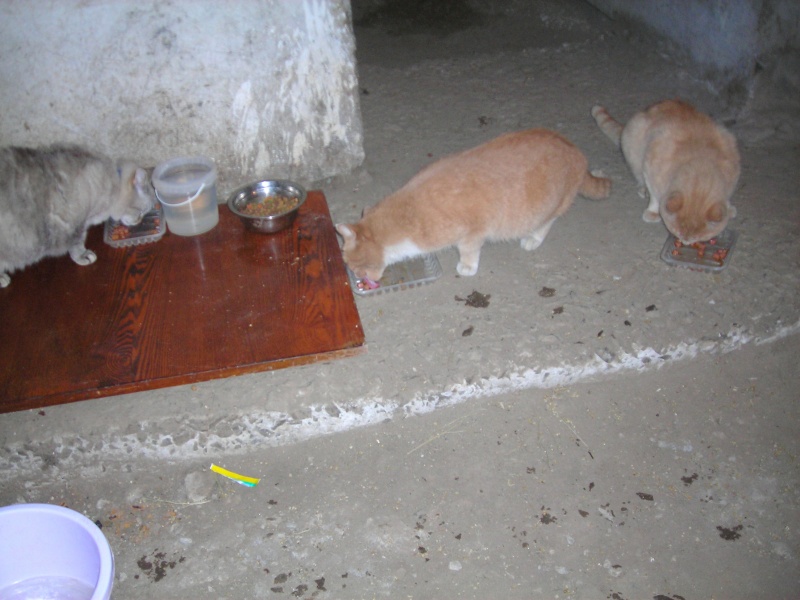 Кошки в подвале дома. Подвальные кошки картинки помогите. Жильцы кидают еду в подвал для кошек. Кормим кота в подвале Госпитальный вал.