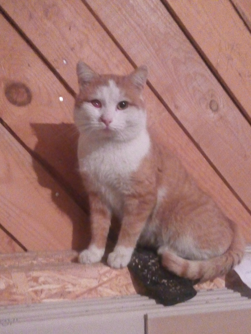 Рыжий сбежал. Потерялась рыжая кошка Новосибирск Заельцовский район. Рядом с улицей Гагарина 66 рыжего кота в пятнышко с ошейником.