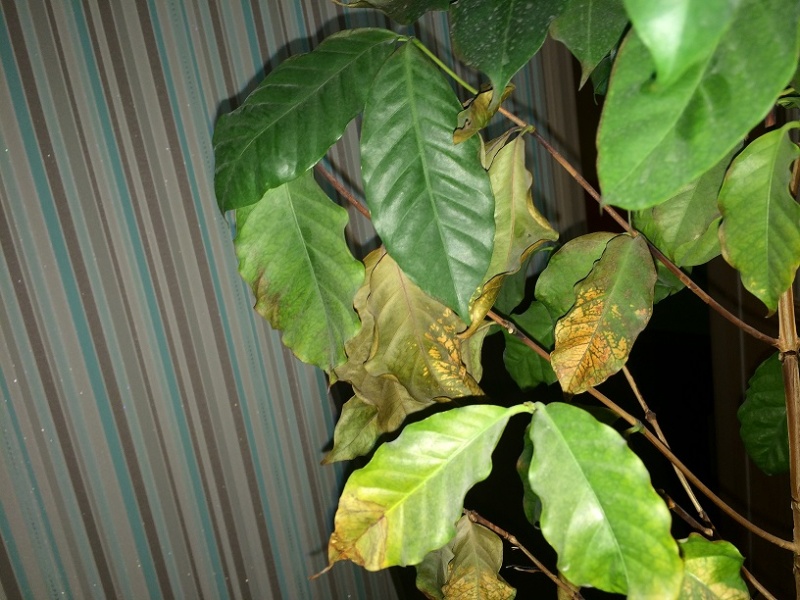 Кофейное дерево сохнут листья. Кофе Арабика растение. Хлороз у кофейного дерева. Хлороз листьев кофейного дерева. Кофе Арабика сохнут листья.