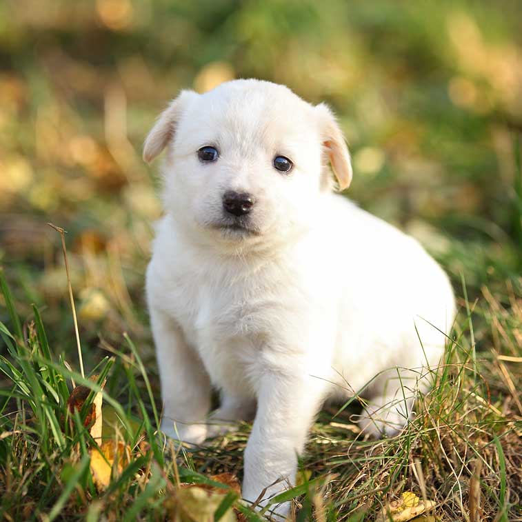 Какой щеночек. Красивые щенки. Белые щенки. Картинки щенков. Фотосессия щенков.