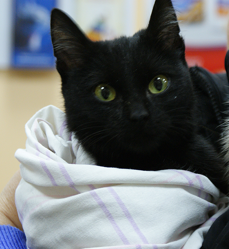 Купить кошку в курске. Чёрная кошка Курск. Котенок черный с воротником лечебным. Номер черной кошки Курск.