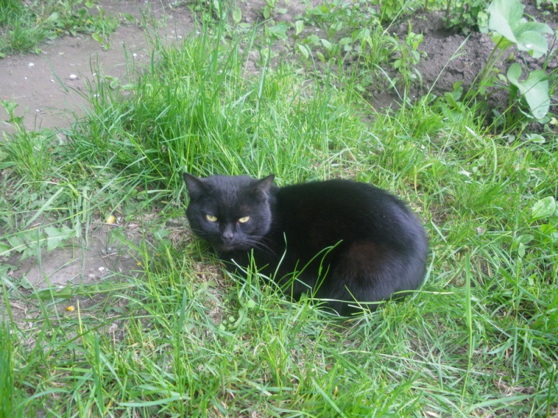 Коты нижний. Черный котенок в подъезде. Кот чёрный брод. Во дворе живет черный кот Семеновская. Котята в нижней Ельцовке.