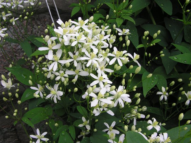 Клематис с мелкими белыми цветами название фото