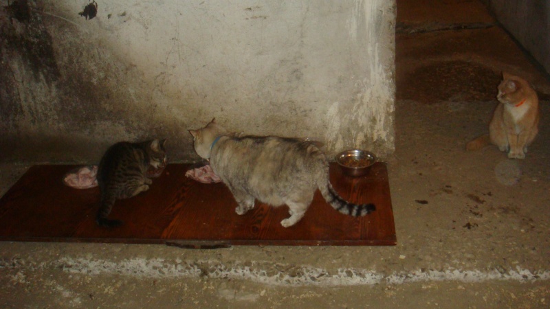 Кошки в подвале дома. Подвальные кошки. Кошки в подвале. Котик в подвале. Подвальная кошка с котятами.