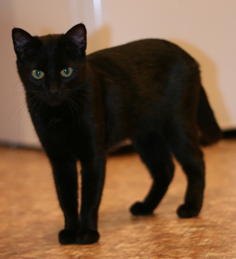 Черный кот с короткой шерстью