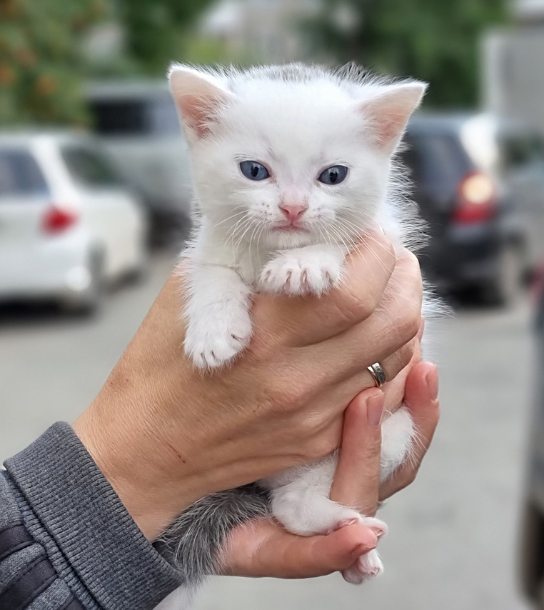 Зацени здесь. Котенок и человек. Пацанёнок кошкп.