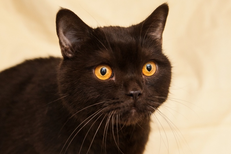 Порода с черно коричневым окрасом. Бурма циннамон. Европейская Бурма кошка. Бурманский кот черный. Бурманская кошка черная.
