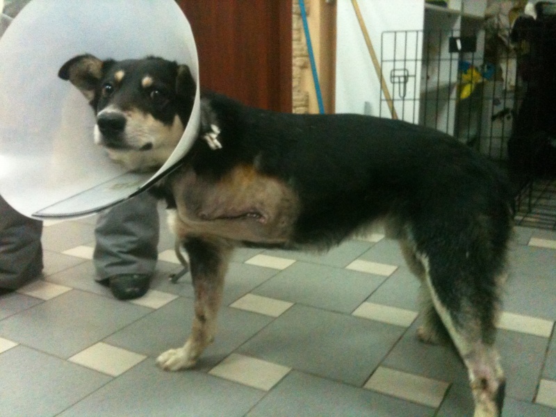 Реабилитация собаки после операции. Ампутация передней лапы у собаки. Ампутация конечности у собаки. Собака без передней лапы. Собака после ампутации лапы.