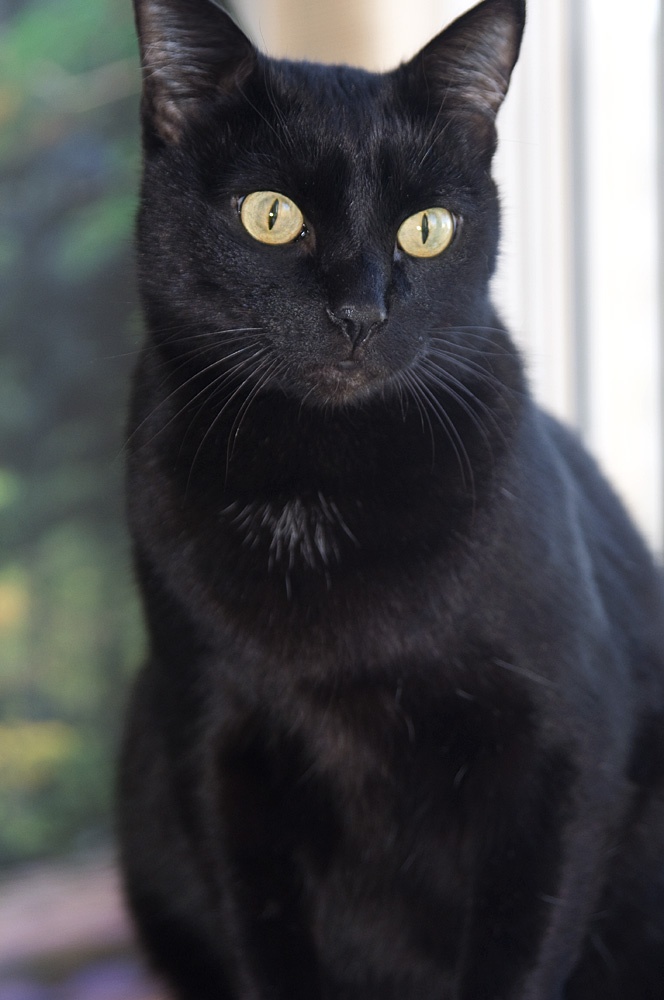 Порода черной кошки с желтыми глазами. Британская Бомбейская кошка. Бомбейская кошка длинношерстная. Бомбейская кошка короткошерстная черная. Европейская короткошерстная кошка черная.
