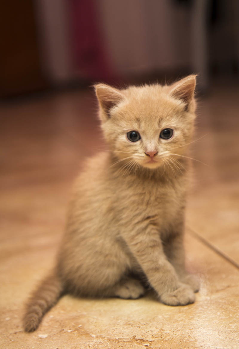 Котенок в три месяца фото