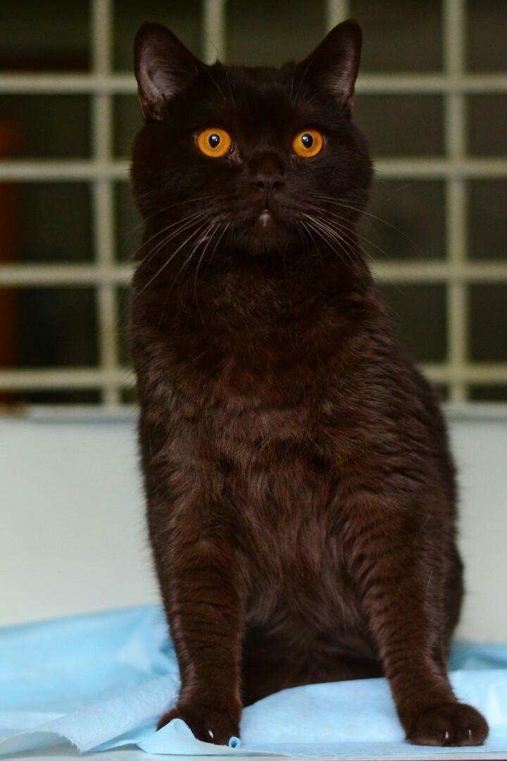 Шоколадная окраска кошек. Йоркская шоколадная кошка короткошерстная черная. Шоколадный британец кот. Британский гладкошерстный кот шоколадный. Йоркская Шотландская кошка.