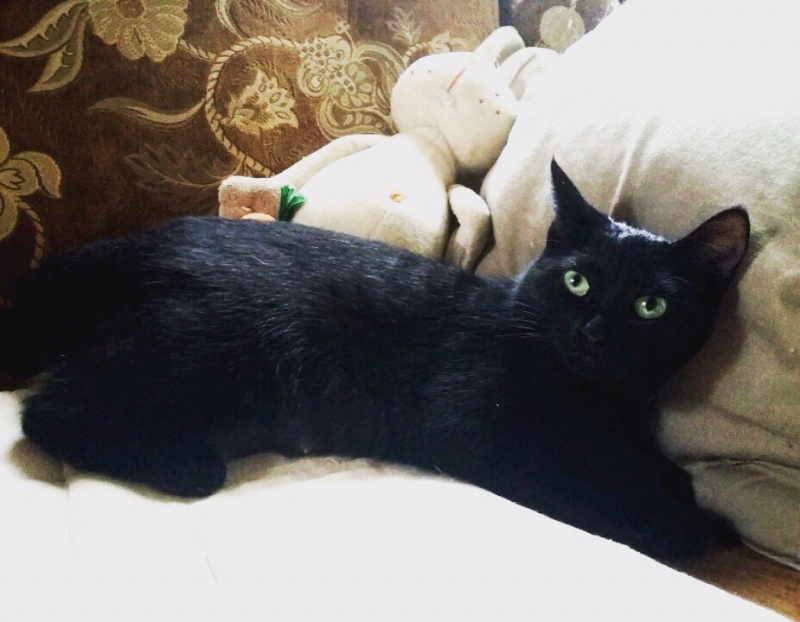 Купить кошку в курске. Чёрная кошка Курск. Изящная черная кошка. Золотая коллекция черного котенка. Изящная черная кошка фото.