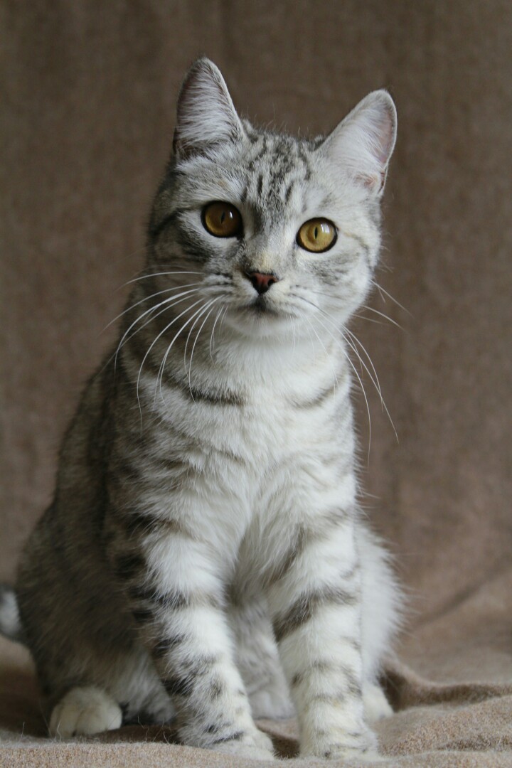 Серебристые породы кошек. Британская кошка табби. Британская Сильвер табби. Британская короткошёрстная кошка табби. Британская короткошерстная серебристый табби.