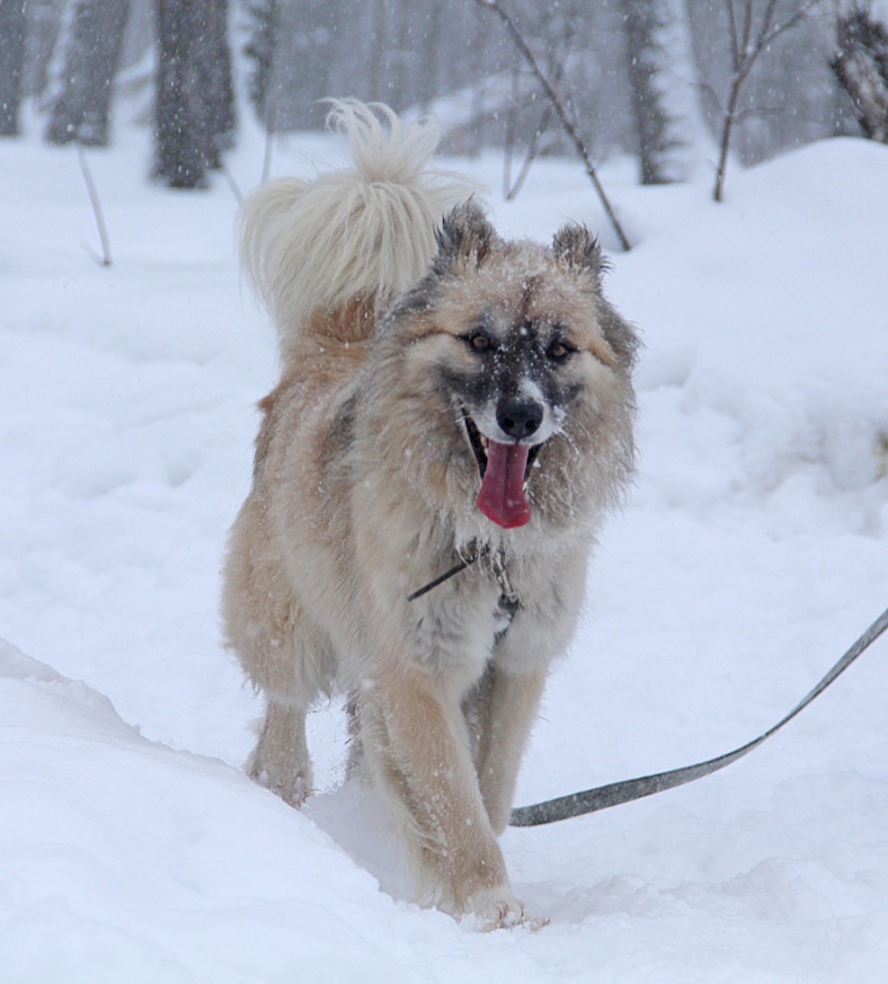 Жил у меня рыжий лохматый пес. Тайга собака. Огромная пушистая собака похожая на волка. Собака Миша. Фото мохнатой собаки дома.