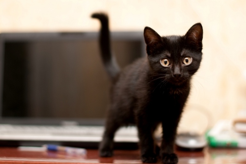 Ищу черную кошку. Полностью черный котенок. Ищу черного котенка. Совсем совсем черную картинку. Фото не совсем черные котята.