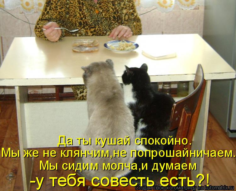 Совесть кота. Котик кушать хочет юмор. Кот хочет жрать. Шутки про кушать. Сидим молча.