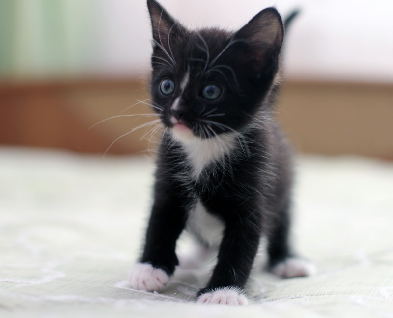 Маленький черный белый котенок. Котенок черно-белый. Котята чёрно белые. Дерно белый котёнок. Маленький черно белый котенок.