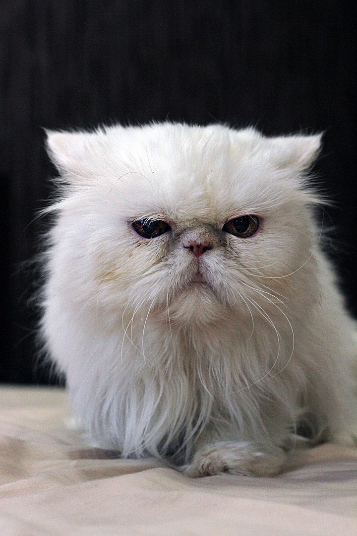 Что такое перс. Кайраплонт Персицкий. Персидская кошка. Персидская кошка белая. Карликовый персидский кот.