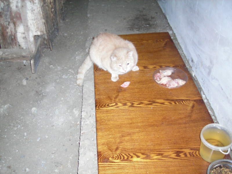 Кошки в подвале дома. Кошки в подвале. Рыжая кошка в подвале. Мёртвые коты в подвале. Кошки в подвале картинки.