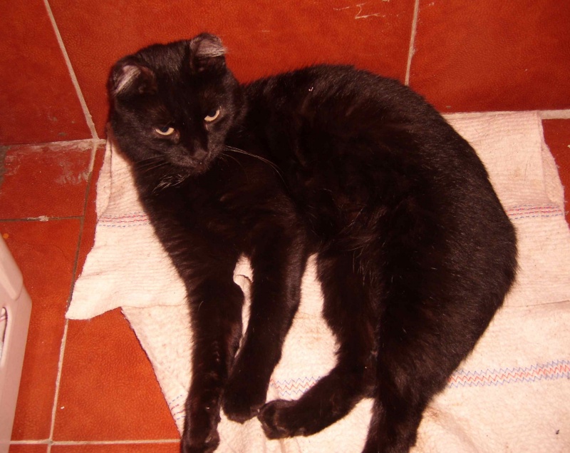 Цвет рвоты у кошки. Рвота у кошки черного цвета. Кошку стошнило черным цветом. Кот сблевал темно - коричневый. Черный кот Ростов-на-Дону.