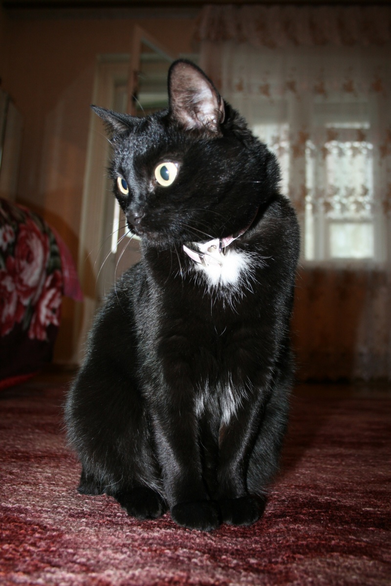 Взять черную кошку. Бомбейская кошка черно белая. Бомбейская кошка с белой грудкой. Бомбейская чёрная кошка с белой грудкой. Черные кошки породы Крысолов.