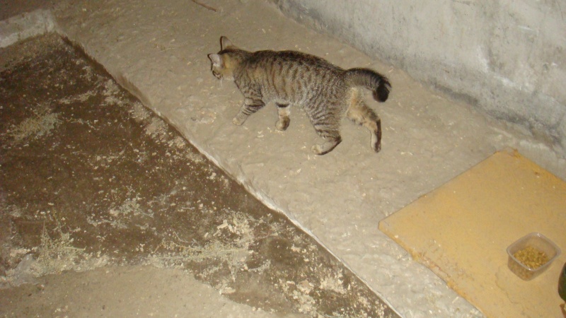 Кошки в подвале дома. Кошки в подвале. Мертвые котята в подвале. Дохлая Сибирская кошка.