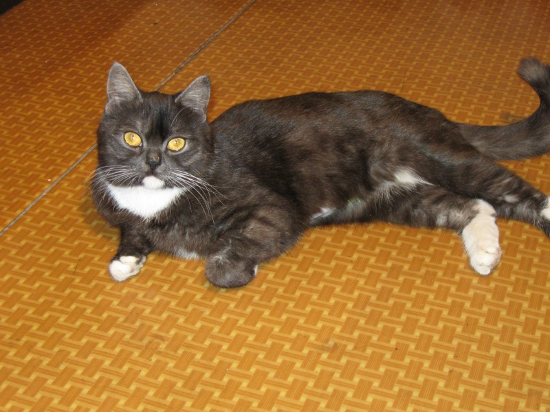 вулф:хеар. белый подшерсток. черная кошка с седым подшорстком. белый подшерсток. у черного котенка белый подшерсток.