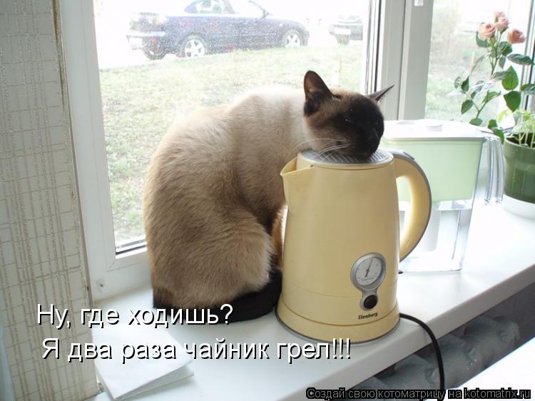 Ставь чайник мам я дома. Чайник кот. Приколы кот и чайник. Кот скучает по хозяину. Чайник прикол.