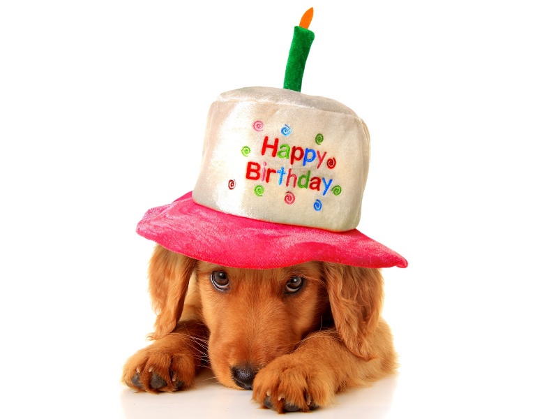 С днем рождения картинки с собачкой. С днём рождения собачки. Открытки с днём рождения с собаками. Собака поздравляет с днем рождения. Открытка с днём рождения с щенком.