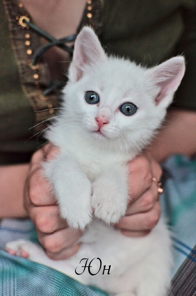 Возьму белую кошку. Белый котенок. Девочка с белым котенком. Мальчик и белый кот. Белых Котенков и девочек.