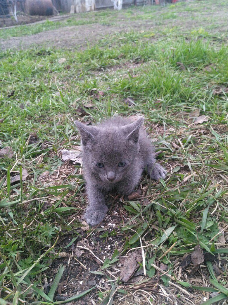 Котята в новосибирске в добрые руки с фото