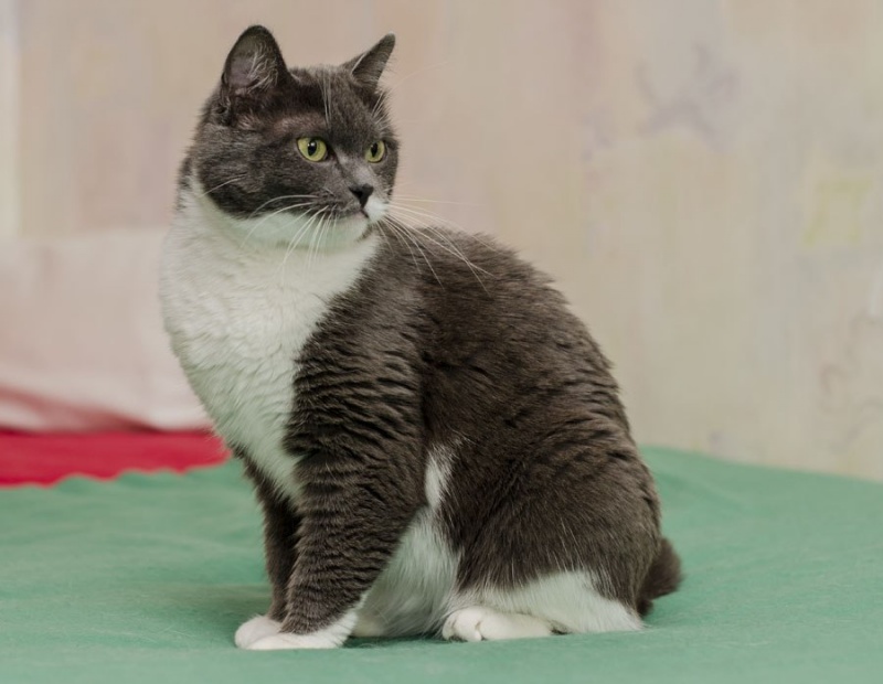 Покажи кошку Кэти которая живёт на Урале. 9 качеств кошки