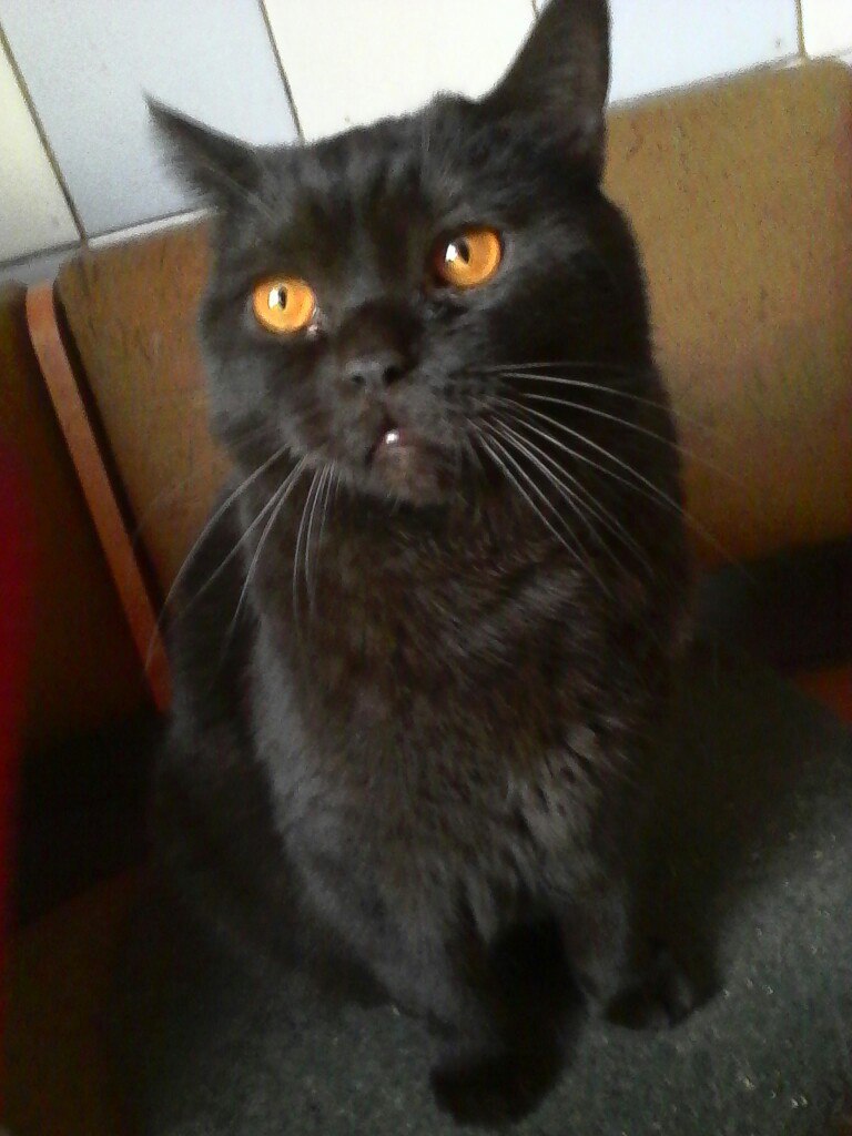 Кот черно шоколадный. Темные коты с оранжевыми глазами. Черный британец с оранжевыми глазами. Британский кот с апельсиновыми глазами. Черный британский кот с оранжевыми глазами.