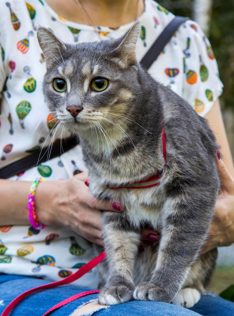 Кот макс. Кот макси. Кот Макс ищет дом. Маха котик. Кот Макс фото.