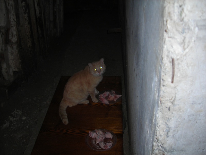 Кошки в подвале дома. Подвальные коты. Кошки в подвале. Мертвые котята в подвале. Рыжий котик в подвале.