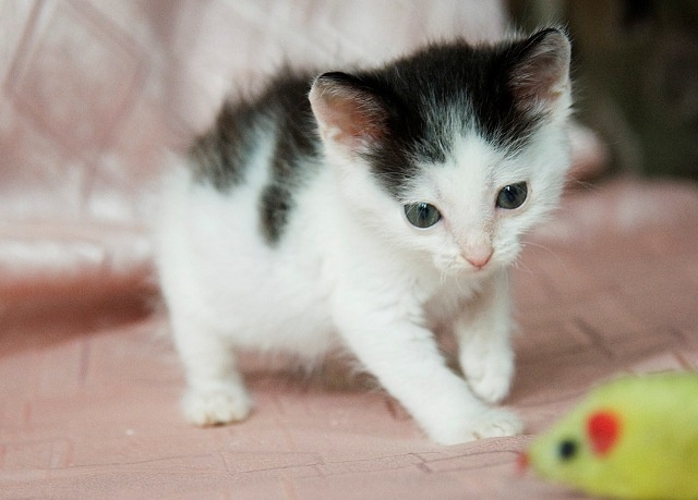 Котенок 4 месяца серо пятнистый в доме.